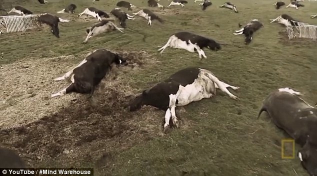 After ten days pets and farm animals - including billions of chickens and millions of cows - would die of starvation, while packs of big dogs would form to hunt down other animals