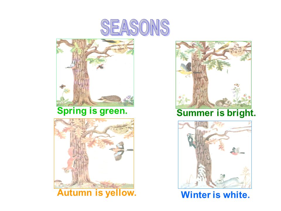 Spring is green. Summer is bright. Autumn is yellow. Winter is white.