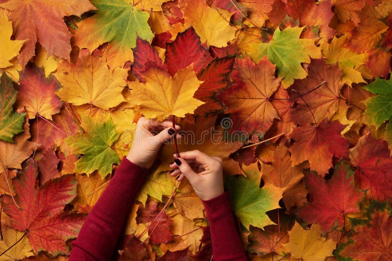 Bunch of colorful maple leaves in female hands with red nails design. Bright autumn background. Sunny day, warm weather. Top view. Banner royalty free stock photography
