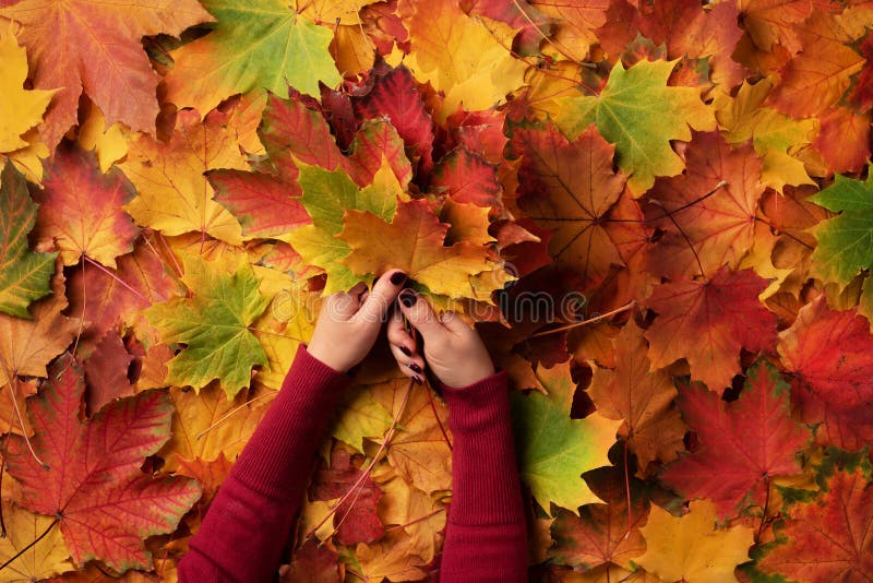 Bunch of colorful maple leaves in female hands with red nails design. Bright autumn background. Sunny day, warm weather. Top view. Banner royalty free stock photos