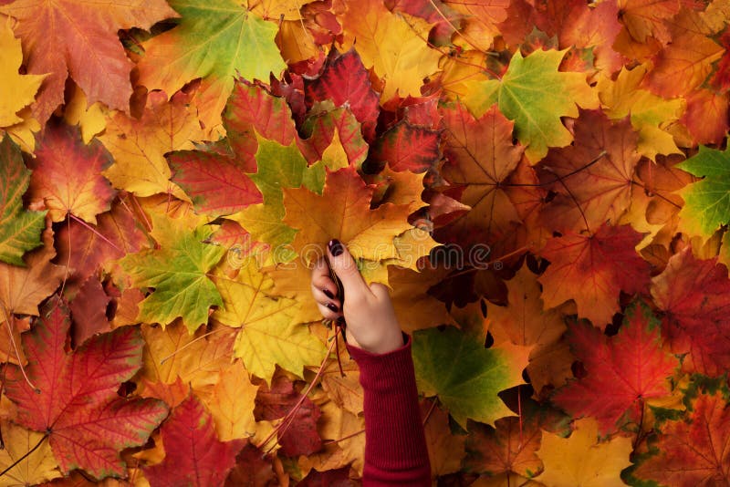 Bunch of colorful maple leaves in female hands with red nails design. Bright autumn background. Sunny day, warm weather. Top view. Banner stock photo