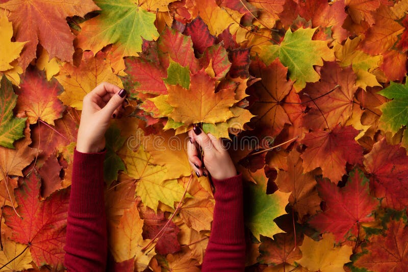 Bunch of colorful maple leaves in female hands with red nails design. Bright autumn background. Sunny day, warm weather. Top view. Banner stock photography