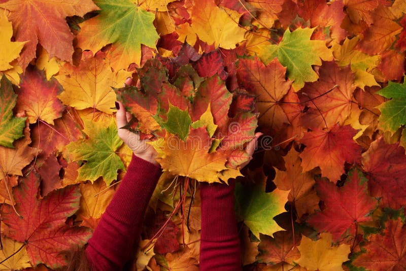 Bunch of colorful maple leaves in female hands with red nails design. Bright autumn background. Sunny day, warm weather. Top view. Banner stock photos
