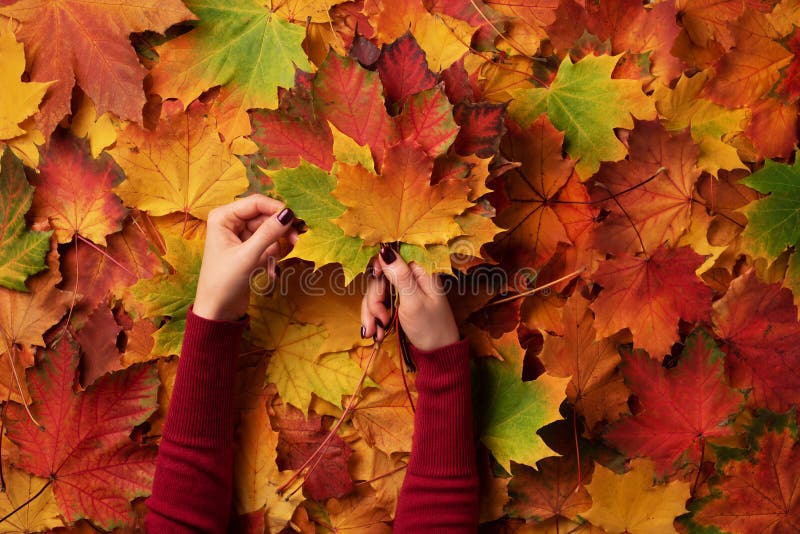 Bunch of colorful maple leaves in female hands with red nails design. Bright autumn background. Sunny day, warm weather. Top view. Banner stock photography